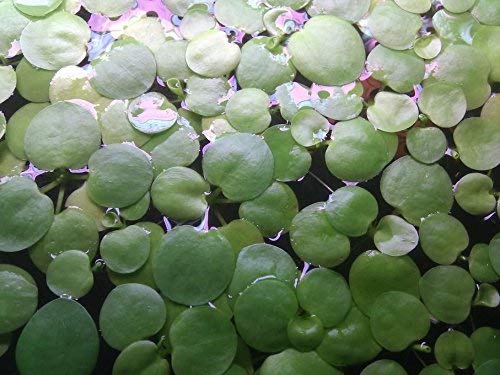 SoShrimp 20+ planter Amazon Frogbit - Live ferskvannsakvarium flytende plante