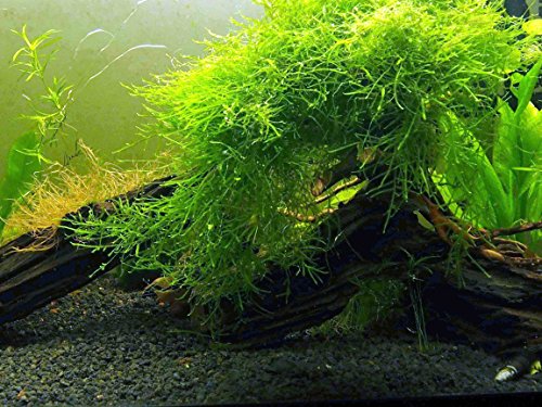 Aquatic Arts Java Moss (Large 25 Square Inch Portion) Ferskvannsakvarieplanter | Java Moss Live Plant for Aquarium | Akvariumplanter Live | Par godt med Marimo Moss Balls i Planted Aquarium