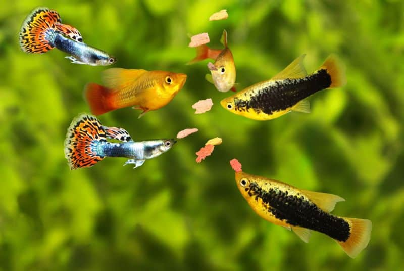 Kan Guppies And Platies krysse av?