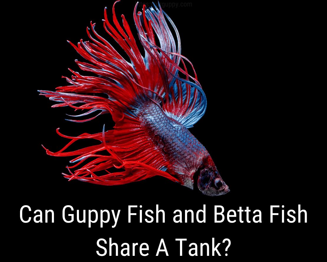 Kan Guppy Fish og Betta Fish dele en tank?