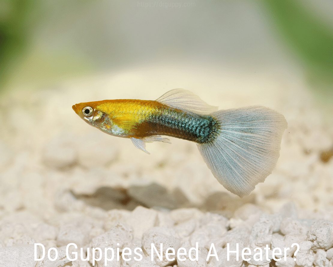 Trenger Guppies en varmeapparat?