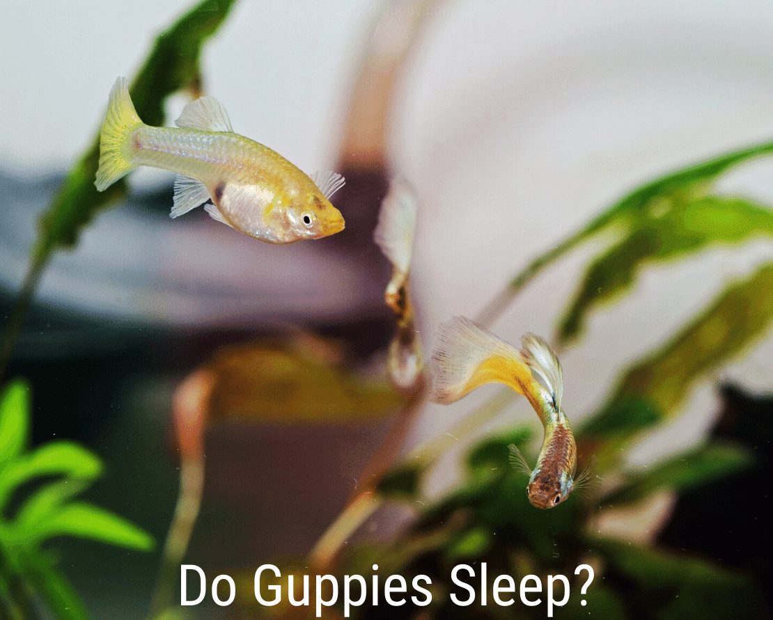 Sov Guppies?