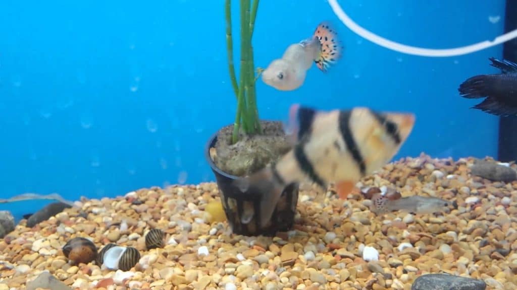 Guppy bøyd ryggrad - Skoliose og tuberkulose