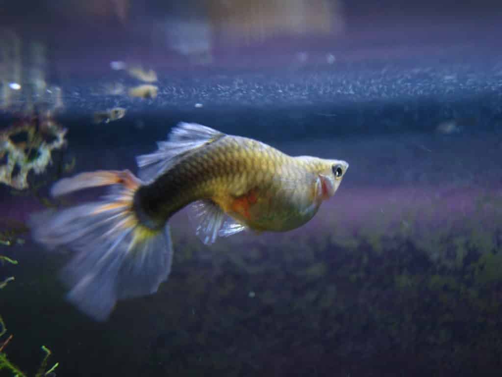 Guppy Fish Dropsy - Årsaker og mulig behandling