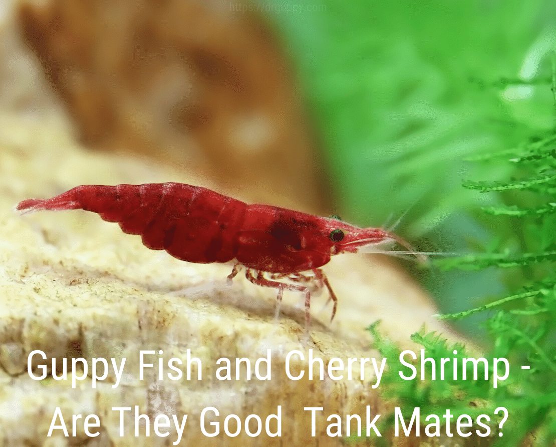 Guppy Fish and Cherry Shrimp - Are They Good Tank Mates?