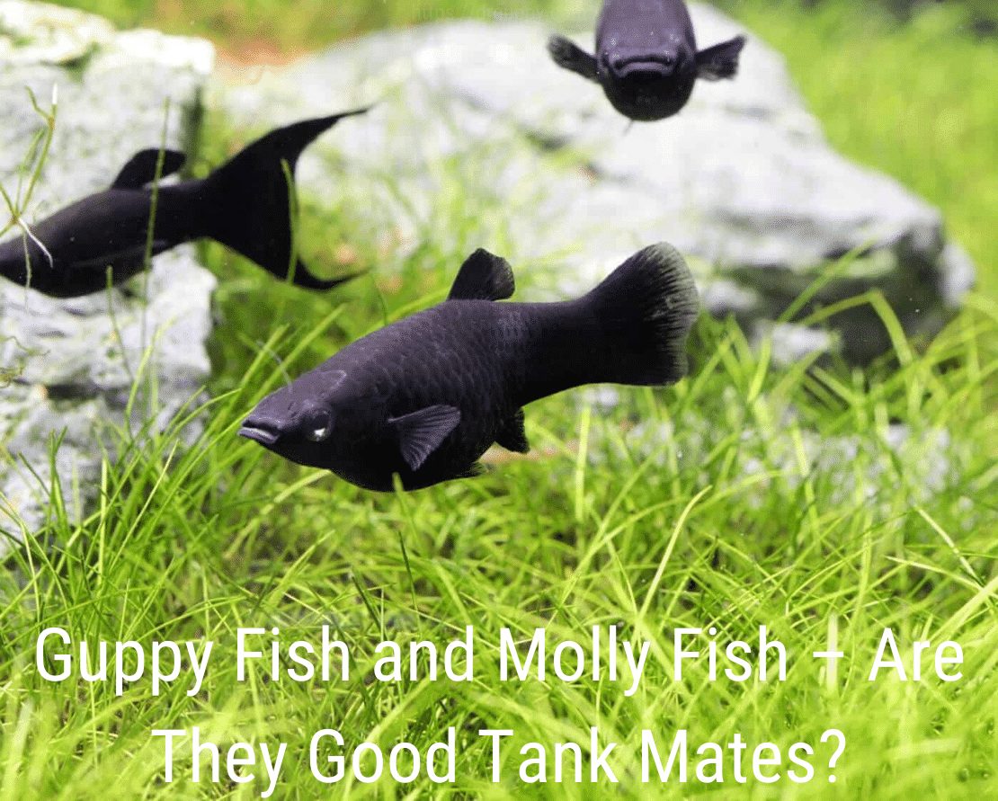 Guppy Fish and Molly Fish - Are They Good Tank Mates?