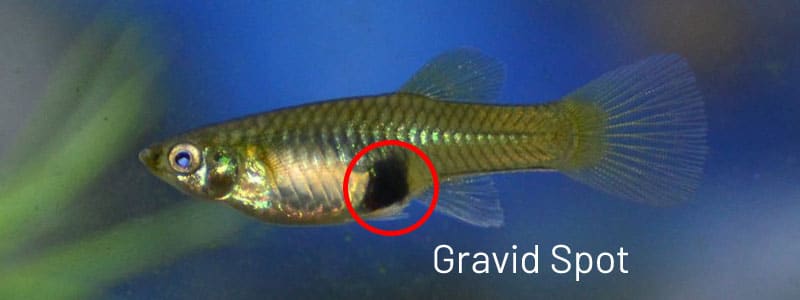 Kvinnelig guppy gravid flekk.