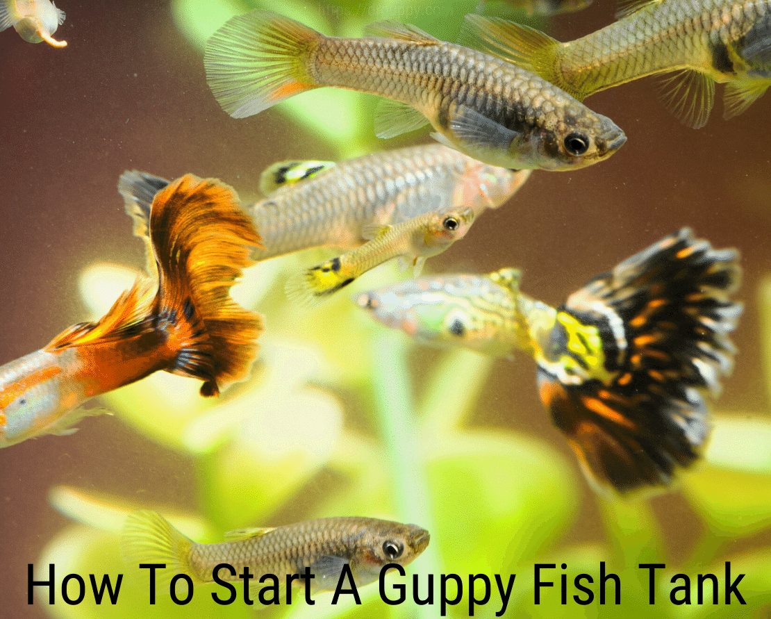 Hvordan starte en guppy akvarium?