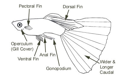 Voksen mannlig guppy - deler