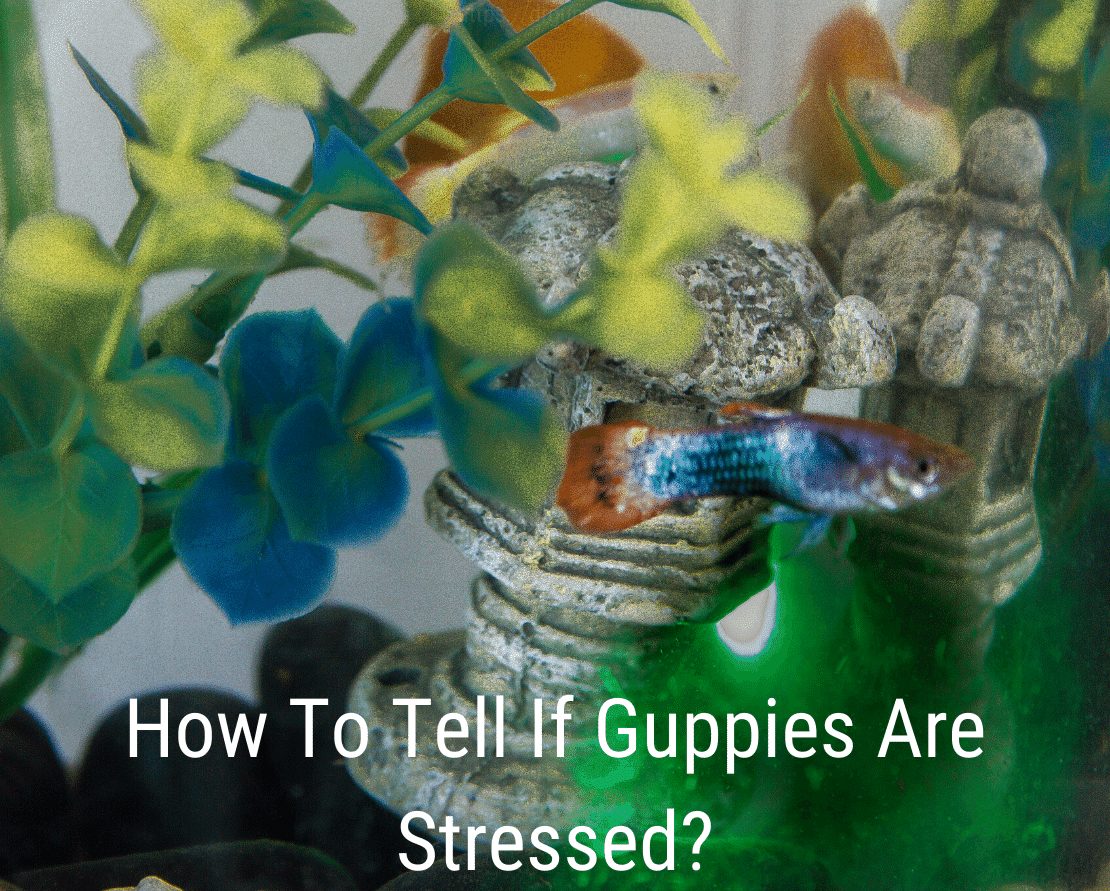 Hvordan vite om guppies er stresset