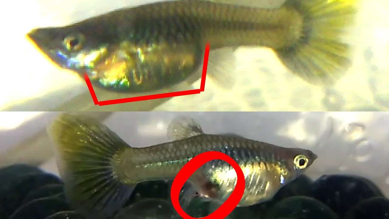 Hvordan vite om guppy er gravid