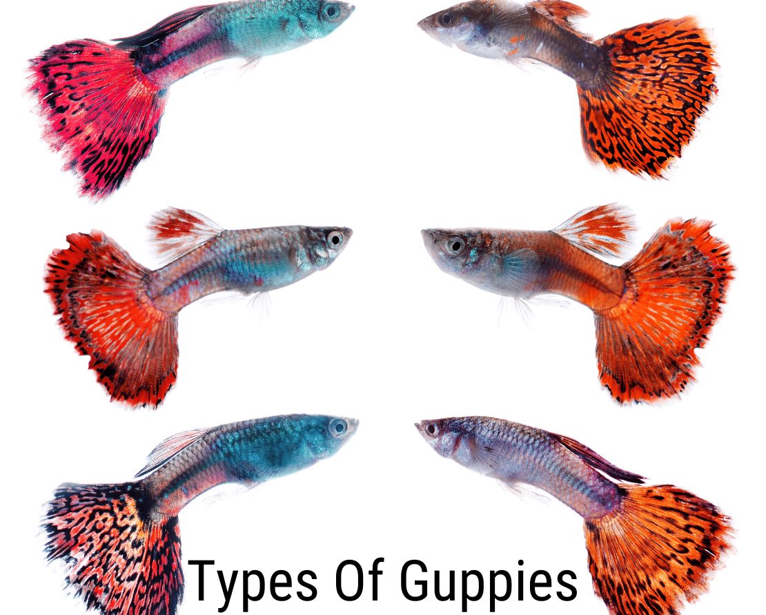 Guppy typer: Alt du trenger å vite