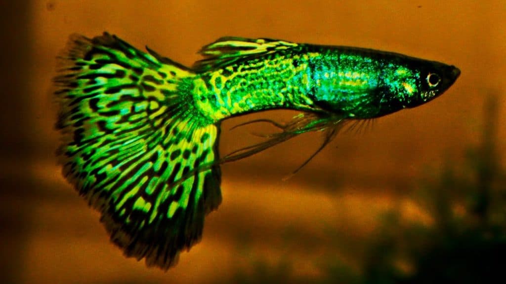 Grønn Metalhead Cobra Guppy