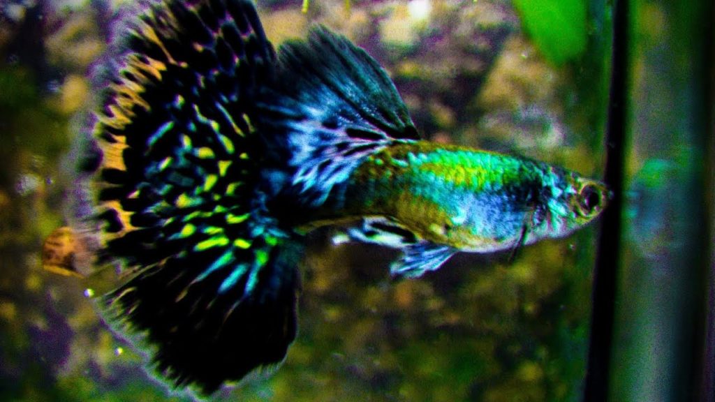 Halvmåne Green Guppy.