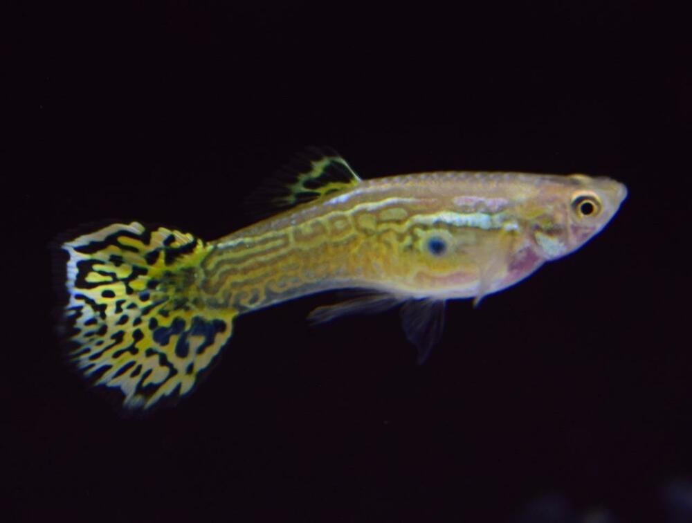 Grønn kobra guppy.