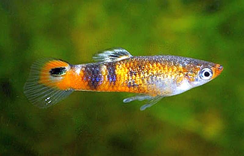 Oransje guppy.