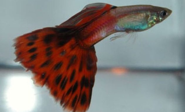 Rød tofarget guppy