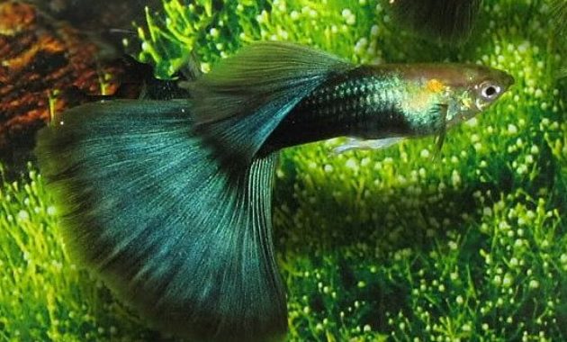 Halvsvart grønn guppy.