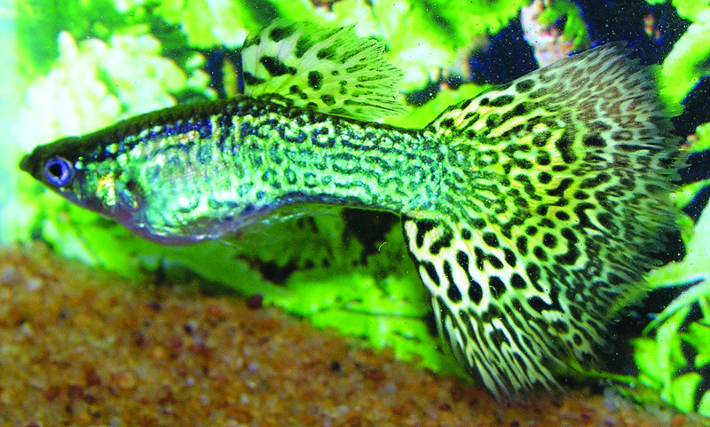 Grønn kobra guppy.