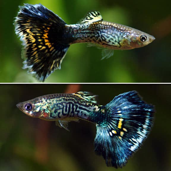 Blå kobra guppies.