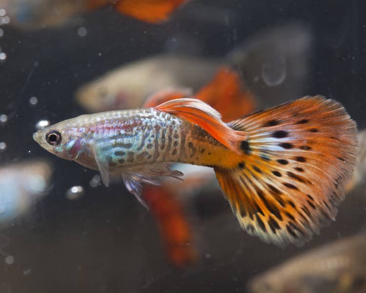 Mannlig rød kobra guppy.