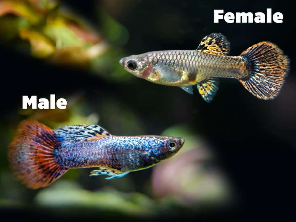 Magenta Guppies for kvinner og menn.
