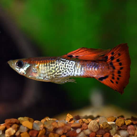 Rød kobra guppy.