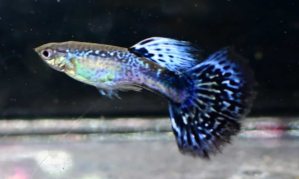 Fiolett kobra guppy.