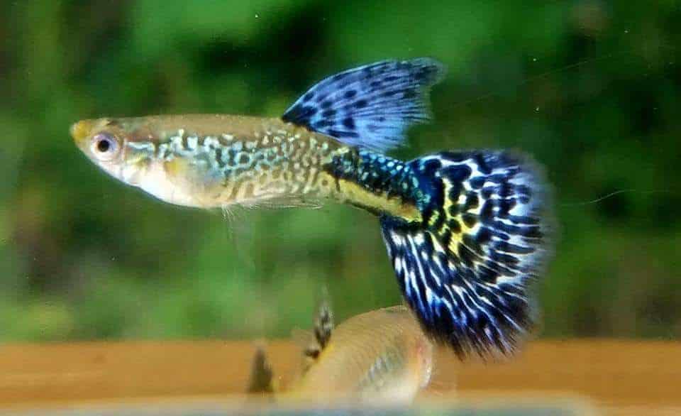 Fiolett kobra guppy.