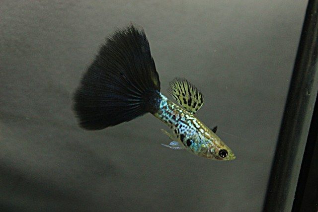 Svart kobra guppy.