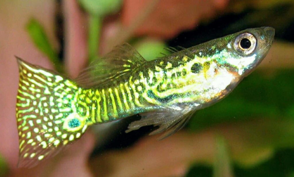 Gull slangeskinn guppy.