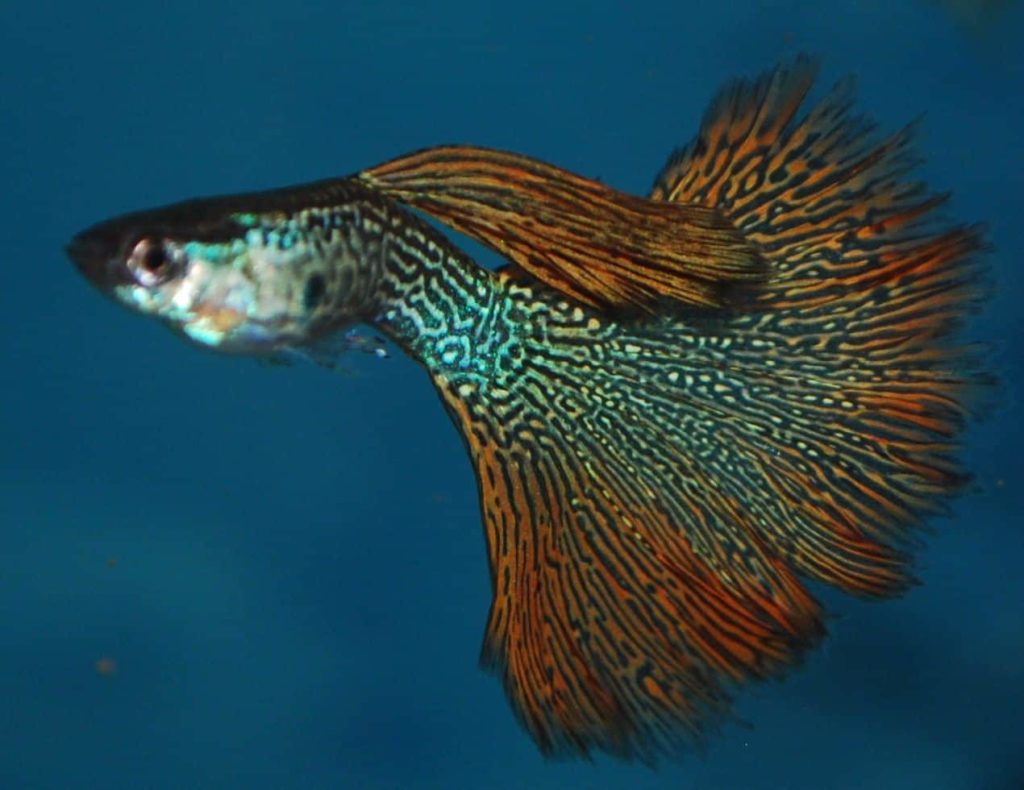 Rød Snakeskin Guppy.