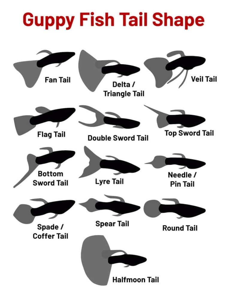 Guppy FIshail Tail Shapes.