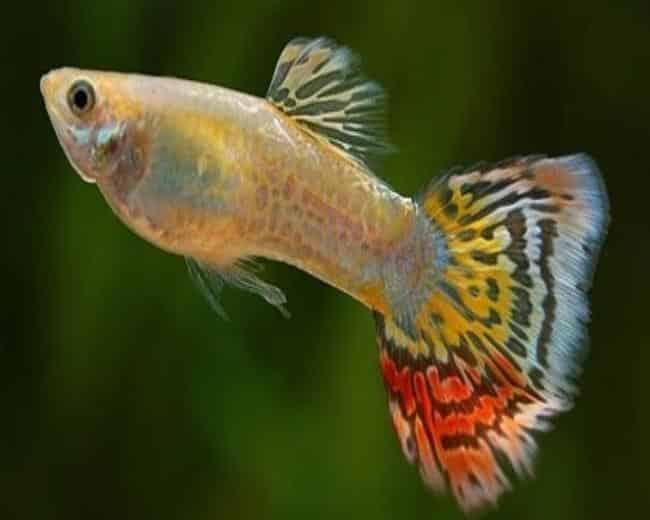 Yellow Leopard Tail Guppy.
