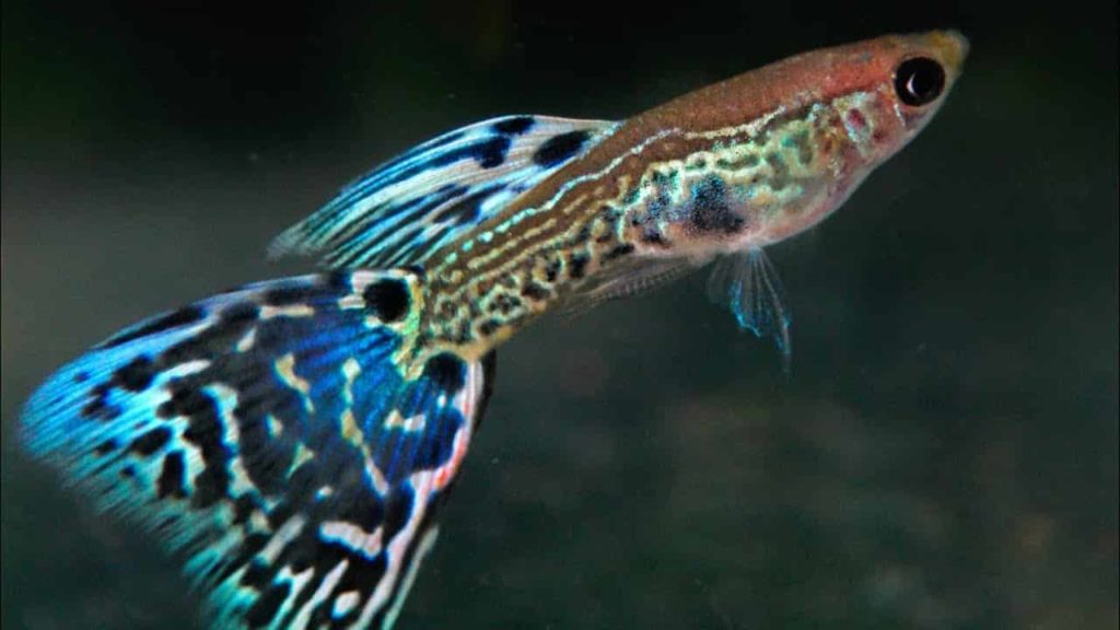Green Mosaic Triangle Tail