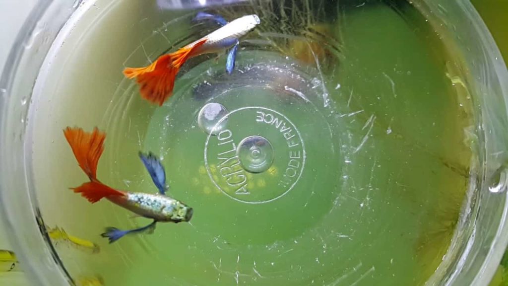 Platina firetail guppy