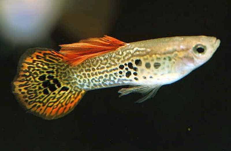 Round Tail Guppy