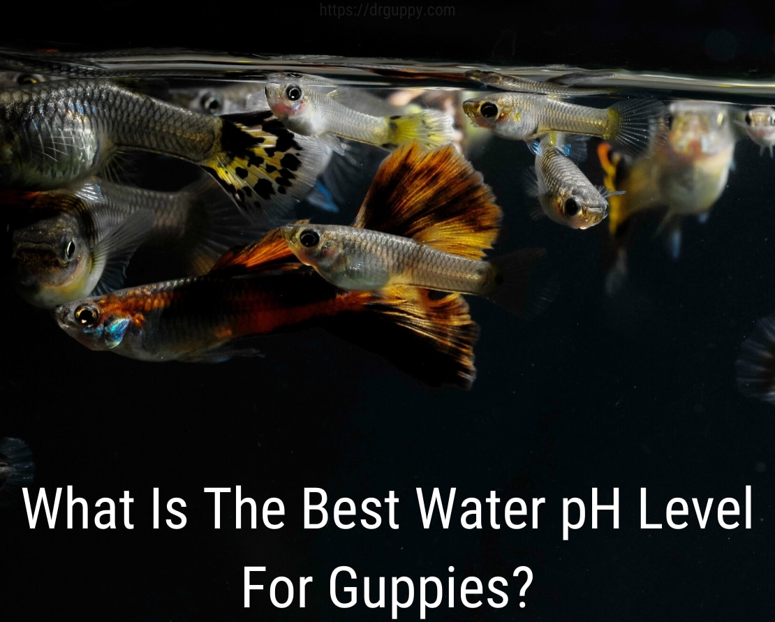 Guppy Fish Water PH-nivå - ideelt antall