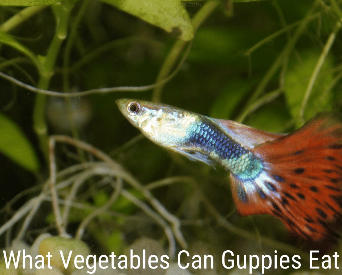 Hvilke grønnsaker kan guppies spise