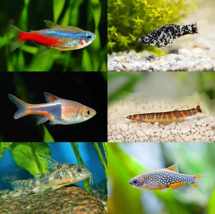 Beste Betta Tank Mates