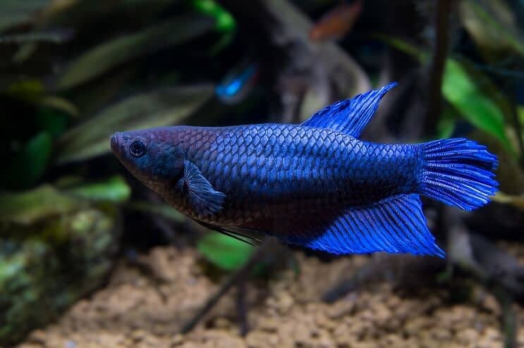 Kvinne Betta Fish