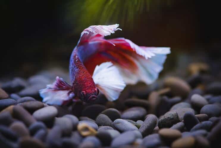 Betta Fish Svømming