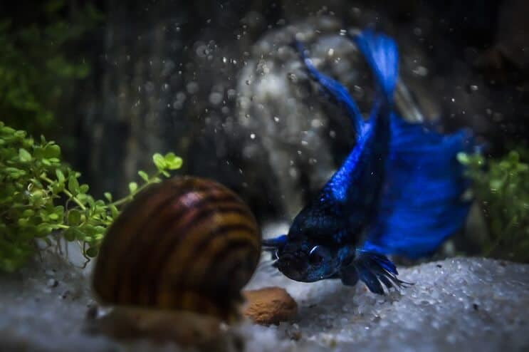 Betta og snegl