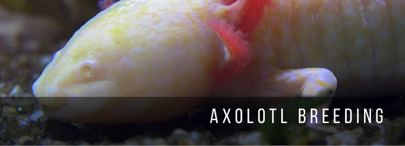 Axolotl avl