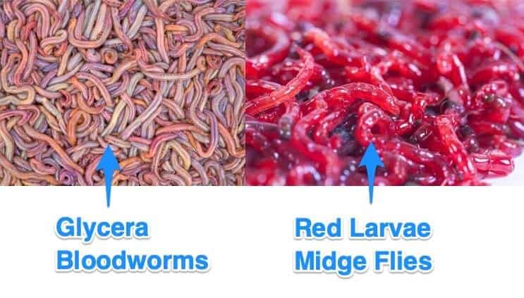 Bloodworms: Alt du trenger å vite om denne akvariematen