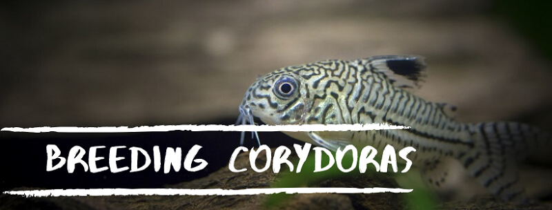 avl corydoras