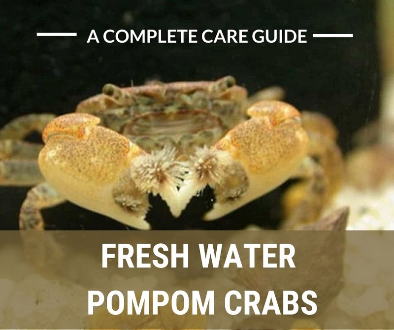 Freshwater Pom Pom Crabs - En komplett pleieguide