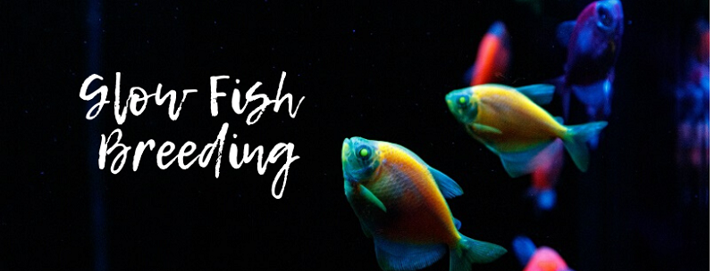 Glow Fish Breeding