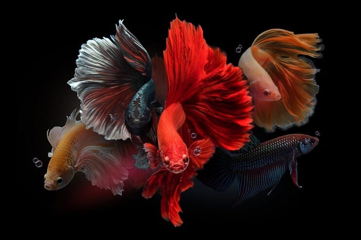 Mannlige Bettas
