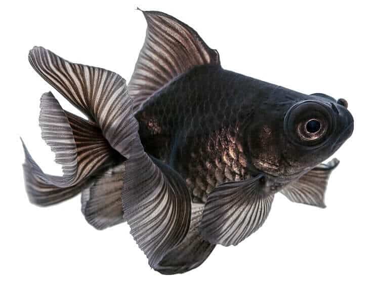 Svart teleskop gullfisk